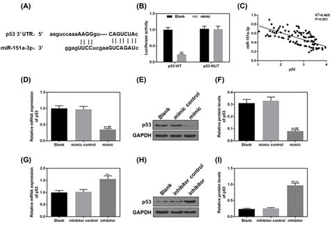 Tumor Protein P P Was A Predicted Target Of Mir A P A