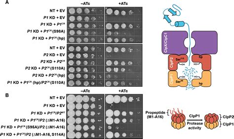 The Essential M Tuberculosis Clp Protease Is Functionally Asymmetric