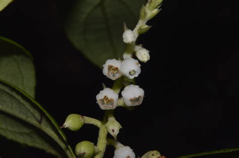 Gaultheria Fragrantissima Eflora Of India