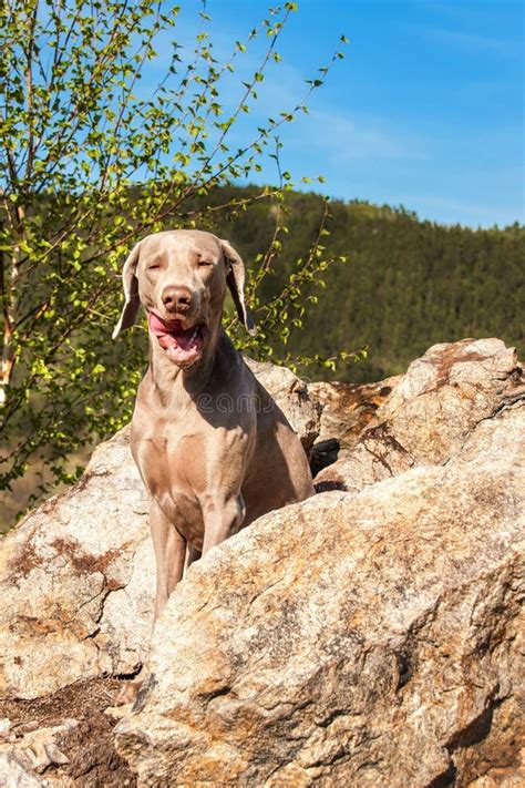 Weimaraner Auf Felsen Im Waldjagdhund Auf Der Jagd Fr Hlingsweg Durch