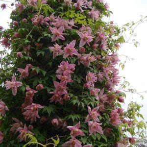 Clematis Floyds Clematis And Climbers