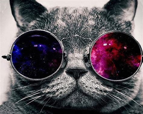 Download cat wearing glasses wallpaper Bhmpics