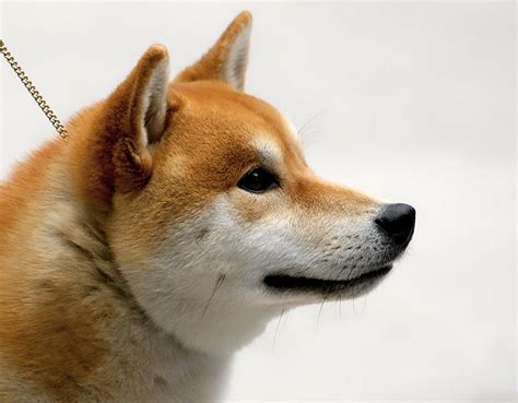 Shiba Inu By Konotashi On Deviantart