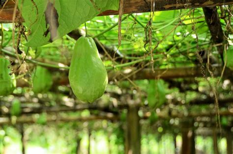 Chayote Care How To Grow And Harvest Chayote Vegetables