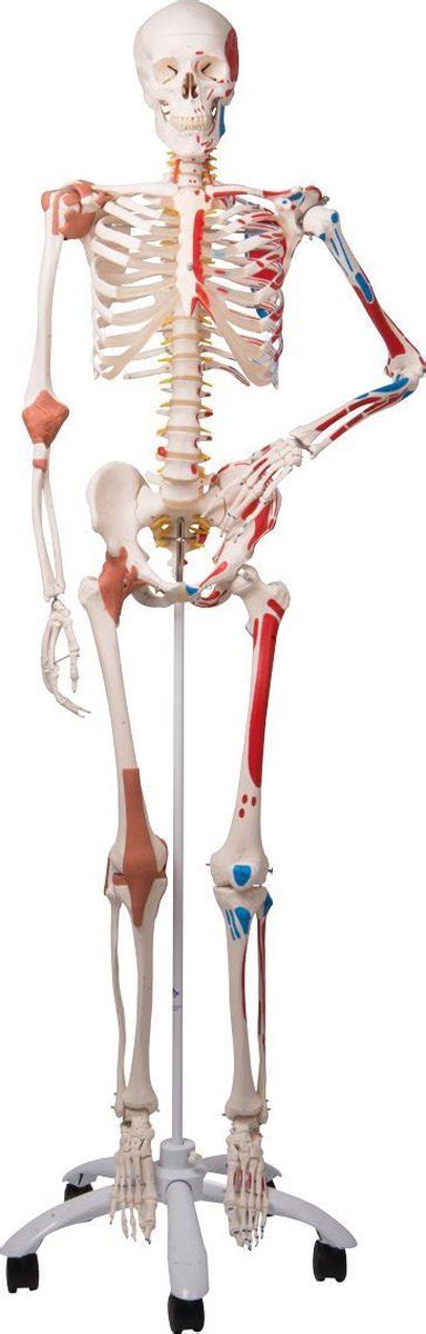 Het Menselijk Lichaam Anatomie Model Menselijk Skelet Met Origo En