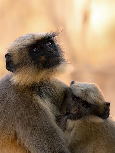 Gray Langur | Smithsonian Photo Contest | Smithsonian Magazine