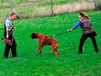 Boxer Dog Protection Training | IPO