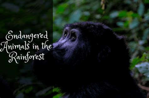 Endangered Animals in the Rainforest - Owlcation