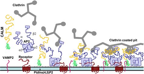 Membranes Free Full Text The Biochemical Properties And Functions