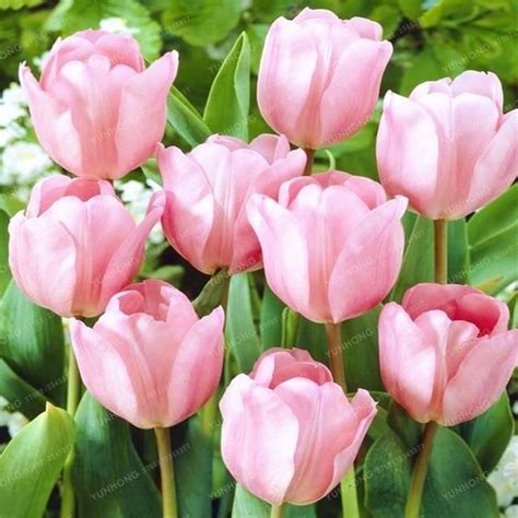 Tulips Garden Home Garden Plants Garden Decor Lily Flower Seeds