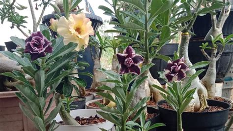 Adenium Berbunga Lebat YouTube