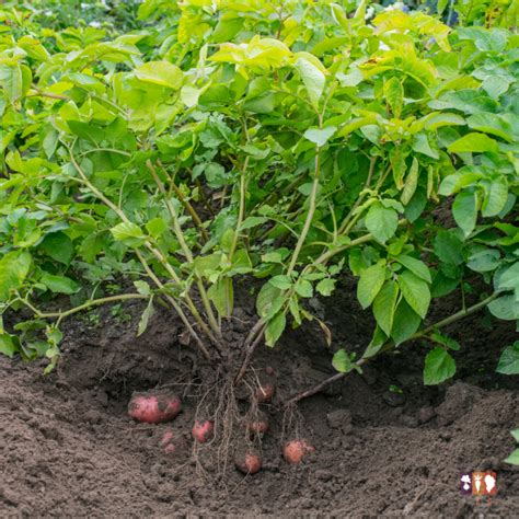 How To Harvest Potatoes In The Home Garden The Kitchen Garten