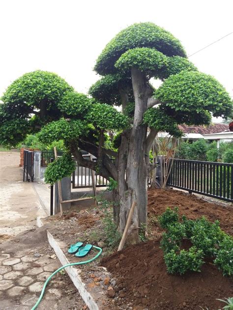 Bonsai Serut Indonesia Taman Indah Desain Taman Bonsai