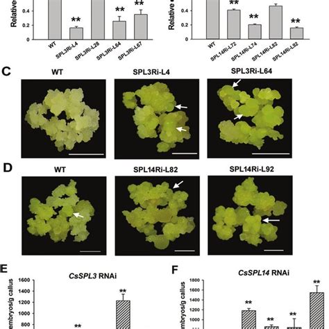 Rnai Suppression Of Csspl3 And Csspl14 Enhances Somatic Embryogenesis