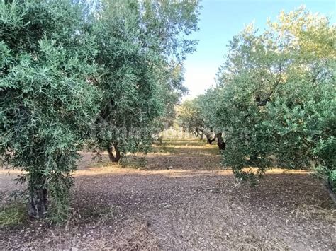 Vendita Rustico In Contrada Colle Scalera 220 Termoli Buono Stato