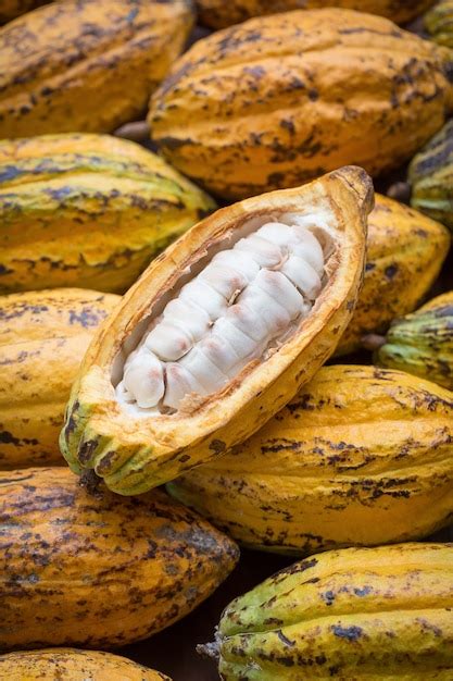 Premium Photo Cacao Fruit Raw Cacao Beans Cocoa Pod Background