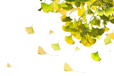 Wind Blowing Leaves Hd Transparent Wind Blowing Ginkgo Leaves Ginkgo