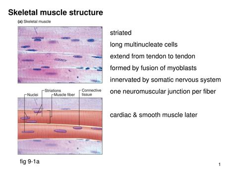 Ppt Skeletal Muscle Structure Powerpoint Presentation Free Download