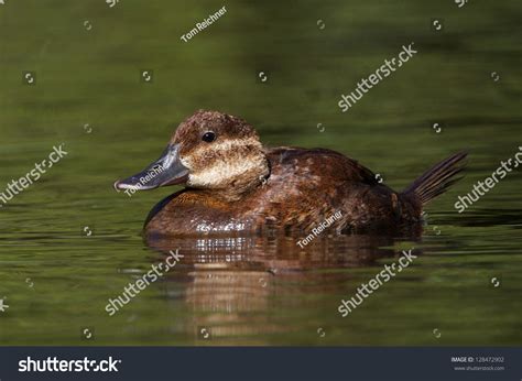 1,371 Ruddy Ducks Habitat Images, Stock Photos & Vectors | Shutterstock