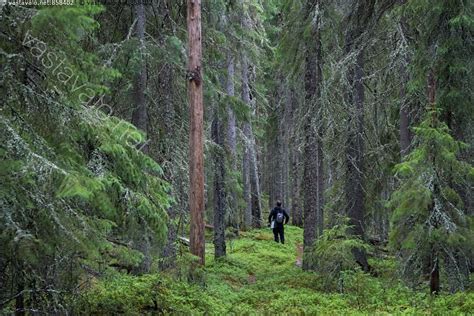 Kuva Vanhassa metsässä vanha metsä ikimetsä aarniometsä aarnimetsä