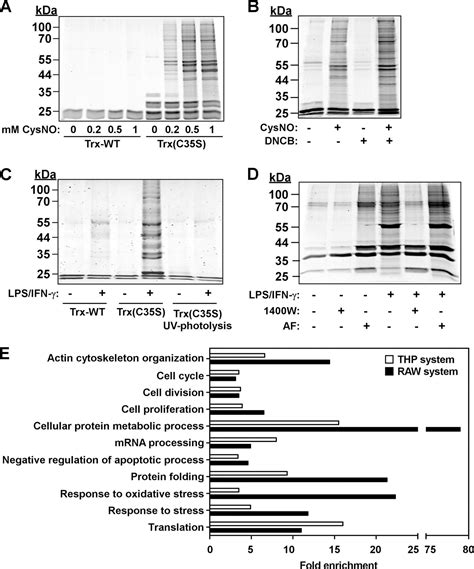 A Substrate Trapping Approach Identifies Proteins Regulated By