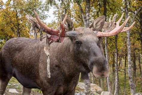 Moose Antler Velvet Shedding Does It Hurt Discover The Truth Living