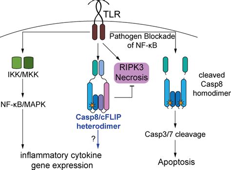 Model For The Role Of Caspase 8 In Inflammatory Cytokine Gene