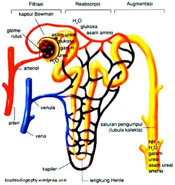 DOCX Nefrolitiasis Refrat DOKUMEN TIPS