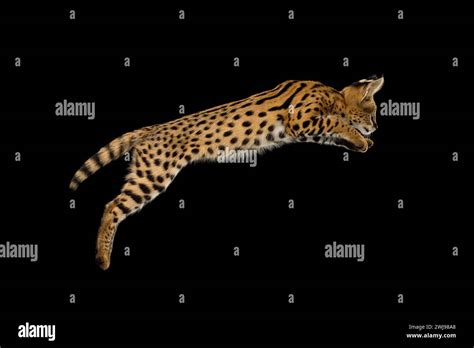 Serval Cat Captured Mid Leap Isolated On Black Background In Studio