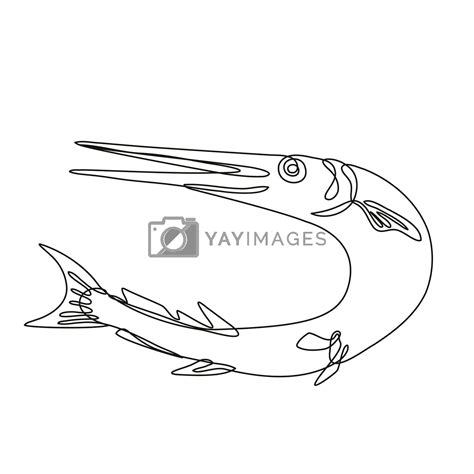 Needlefish or Long Toms Jumping Up Line Drawing by patrimonio Vectors