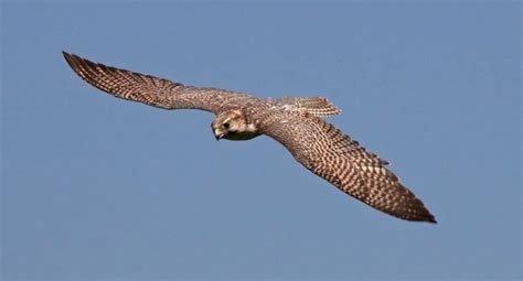 Why Not Use Drones To Scare Off Birds From Our Airports On The Other Hand We Use Birds Of Prey