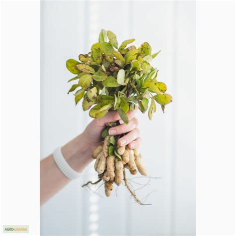Продам семена арахиса, сорт Валенсия — Agro-Ukraine
