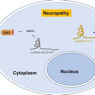 Functions Of Lncrnas In Reepithelialisation Of Skin Wound Healing In