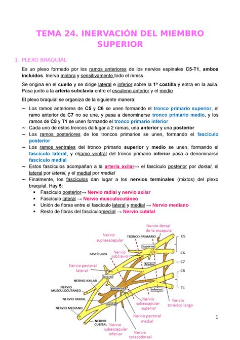 TEMA 24 InervaciÓn DEL Miembro Superior TEMA 24 INERVACIÓN DEL