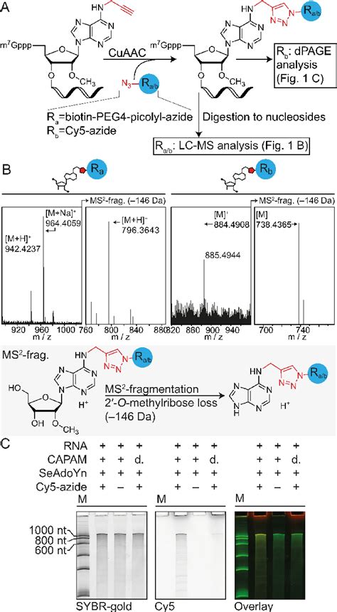 Functionalization Of Rna Propargylated At The Tsn With Affinity Handles