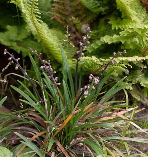 Schlangenbart Minor Ophiopogon Japonicus Minor