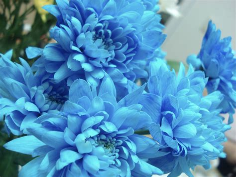 Summer Flower: Blue Flowers