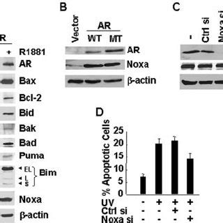 Bax Is Required For Uv Induced Apoptosis In Ar Positive Cells A And