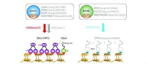 The Deposition And Recognition Of Heterochromatic Histone Ptms In Z