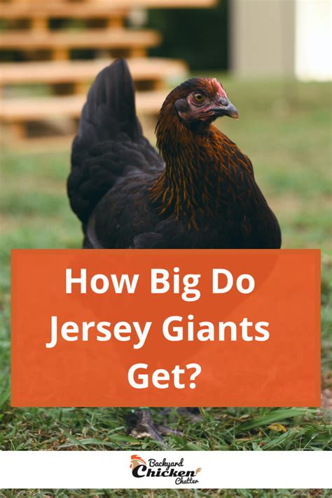 How Big Do Jersey Giant Chickens Get