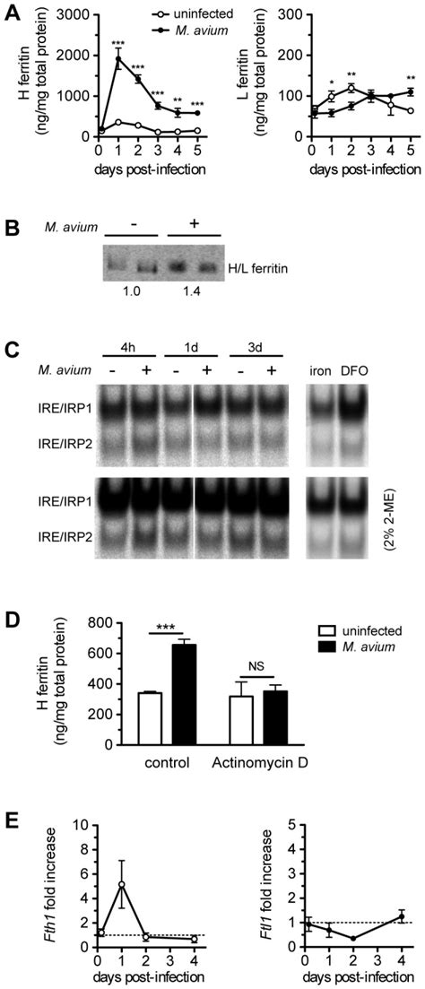 Bone Marrow Derived Macrophages Were Obtained From C57bl6 Mice And