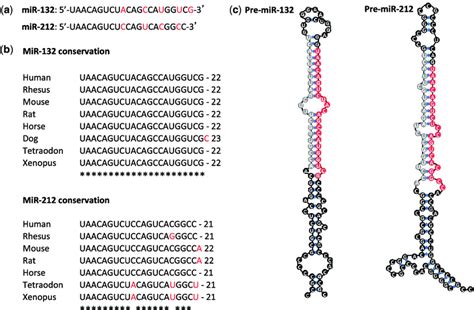 Mature And Precursor Sequences Of Mir And Mir In Human A