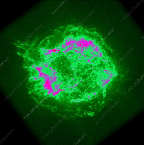 Supernova remnant - Stock Image - R764/0039 - Science Photo Library