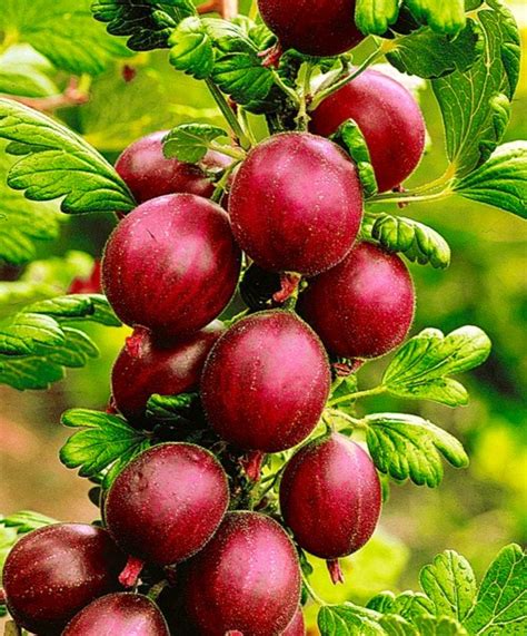 Red Gooseberry Plants For Sale Ribes Uva Crispa Pixwell