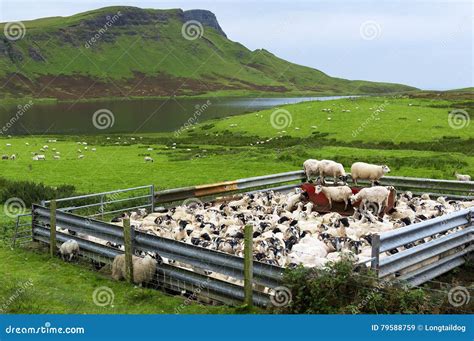 Scotland rural sheep farm stock image. Image of field - 79588759