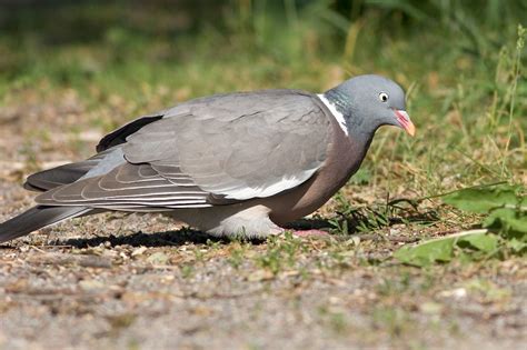 Common Wood Pigeon Columba Palumbus Palumbus Wild Bird Gallery