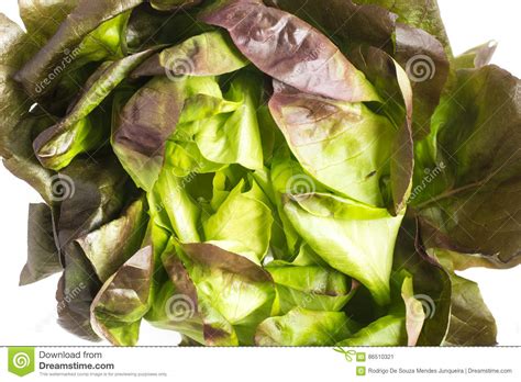 Baby Red Lettuce Stock Image Image Of Endive Healthy 86510321
