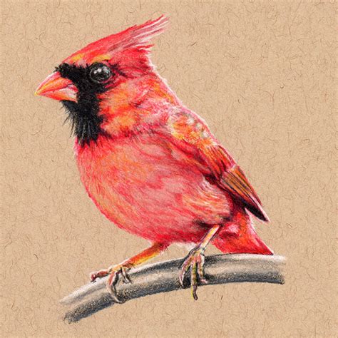 Albums 91 Wallpaper Pictures Of Cardinals To Draw Latest