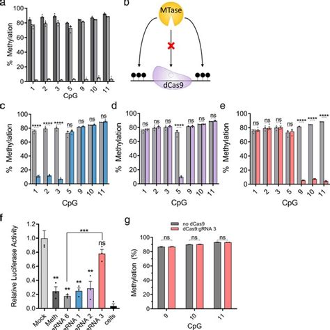 DCas9 Blocks DNA Methyltransferase In Vitro A Pyrosequencing Data