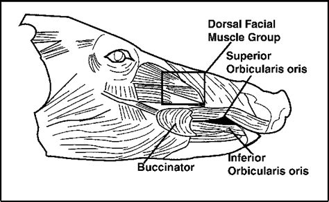 Orbicularis Oris Innervation